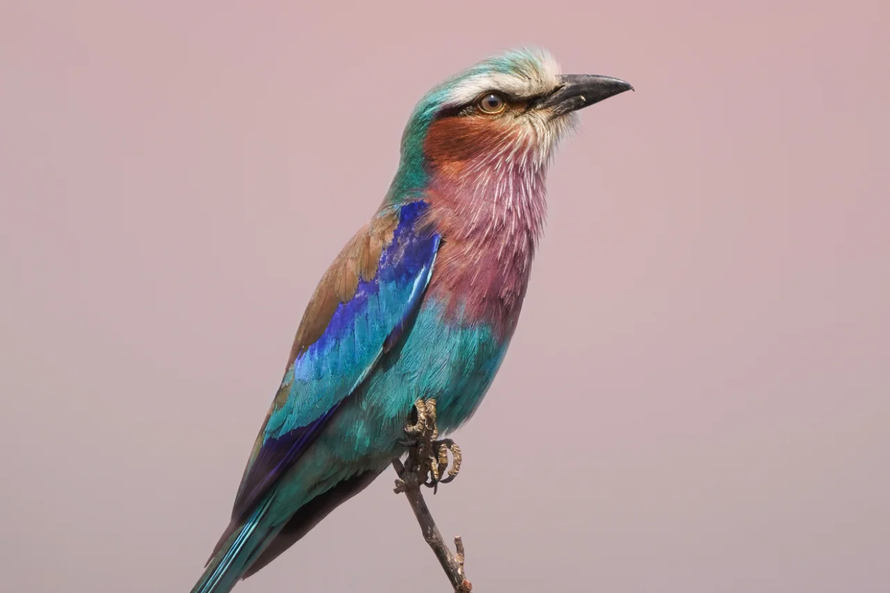 angalia_bird_1