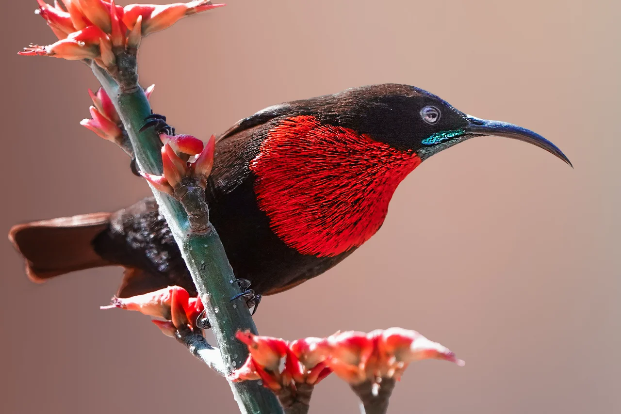 angalia_bird_3