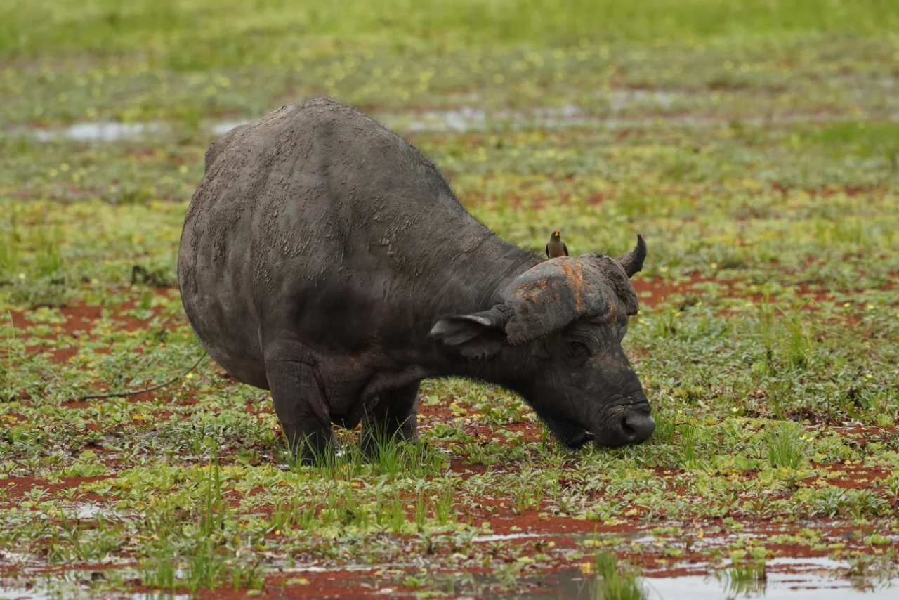angalia_bison