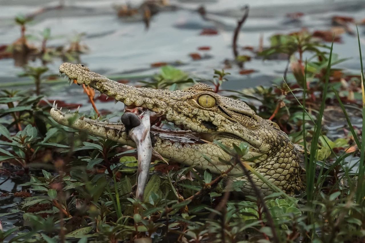 angalia_crocodile