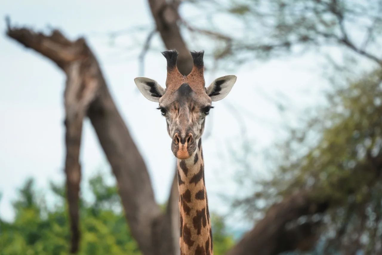 angalia_giraffe