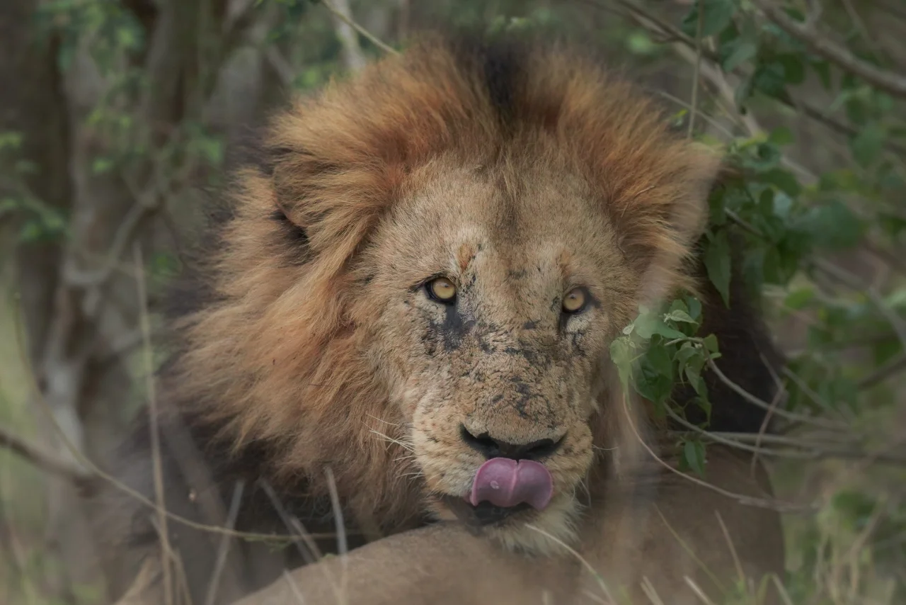 angalia_lion