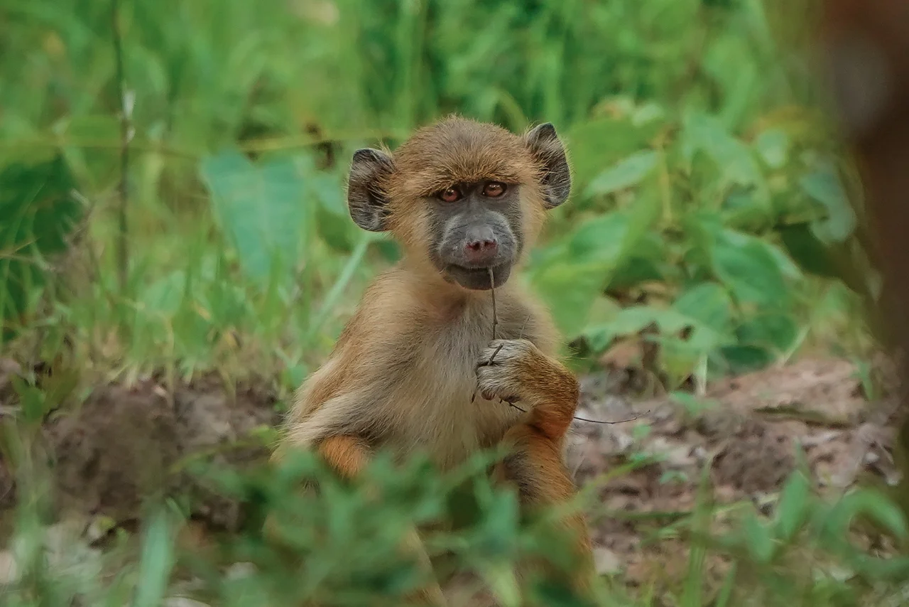 angalia_monkey