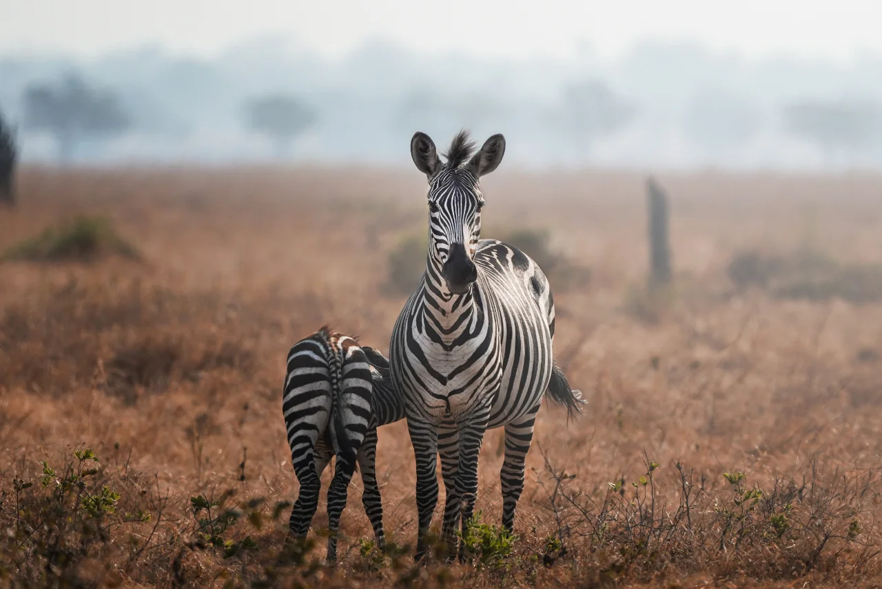 angalia_zebra