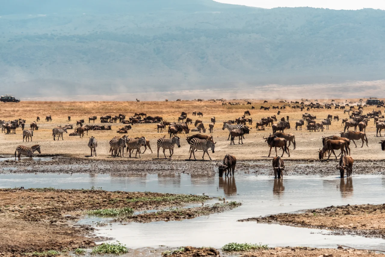 angalia_zebras